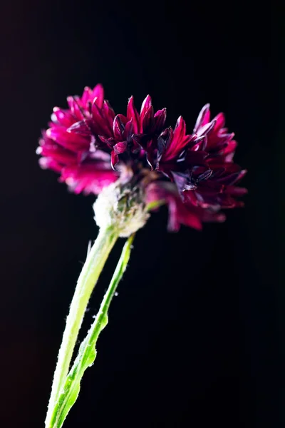 Cicoria Rosso Scuro Sfondo Nero Con Spazio Copia — Foto Stock