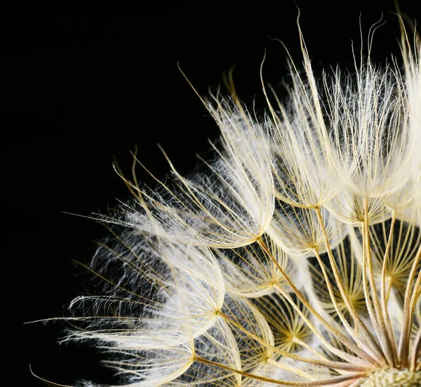 Gedeeltelijke Weergave Van Gedroogde Paardebloem Fuzz Zwarte Achtergrond — Stockfoto