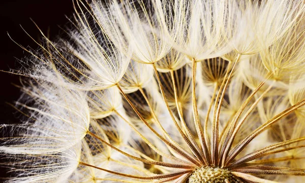 Cropped View Dried Fluffy Dandelion — Stock Photo, Image
