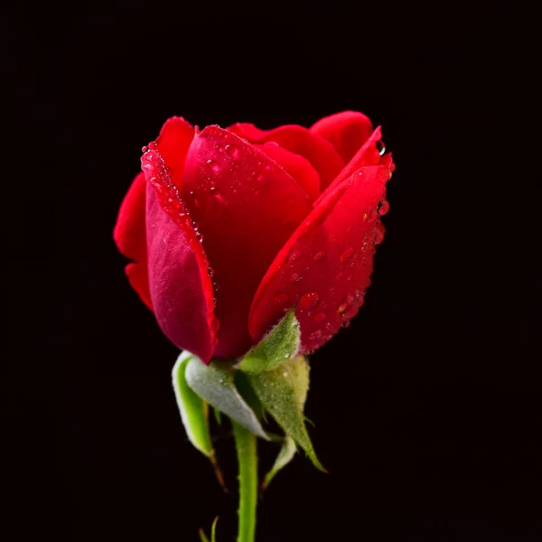 Detailoverzicht Van Rode Roos Met Water Druppels Zwarte Achtergrond — Stockfoto