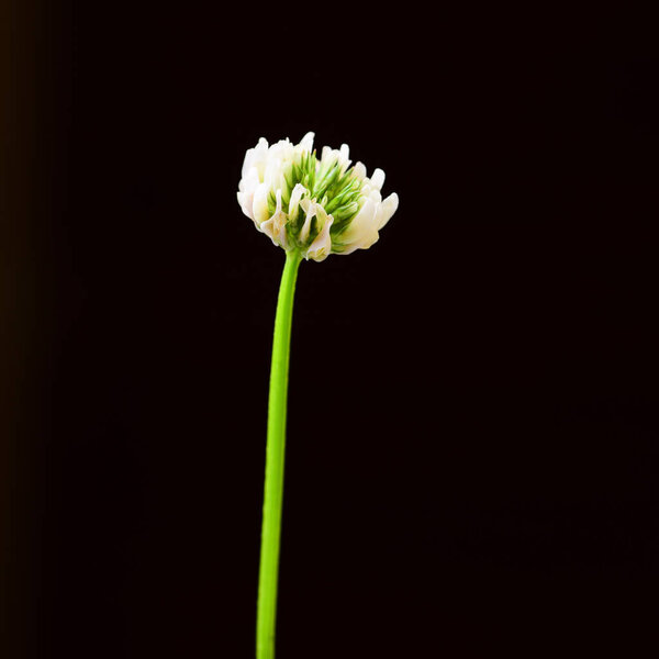 Cropped view of flower blossom on green stem on black bsckground