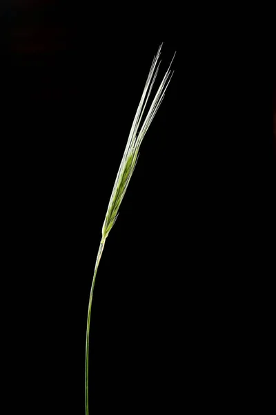 Green Wheat Ear Black Background — Free Stock Photo