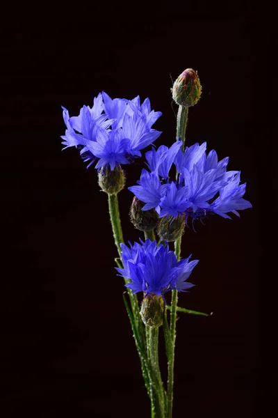 Tender Fresh Blue Chicory Flowers Black Background — Stock Photo, Image