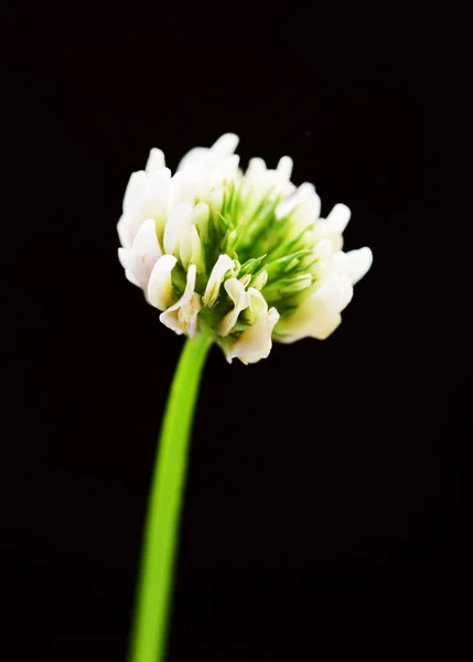 Zugeschnittene Ansicht Der Blüte Auf Grünem Stiel Auf Schwarzem Grund — Stockfoto