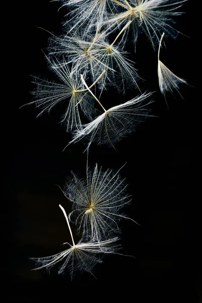 Paardebloem Fuzz Zwarte Achtergrond — Stockfoto