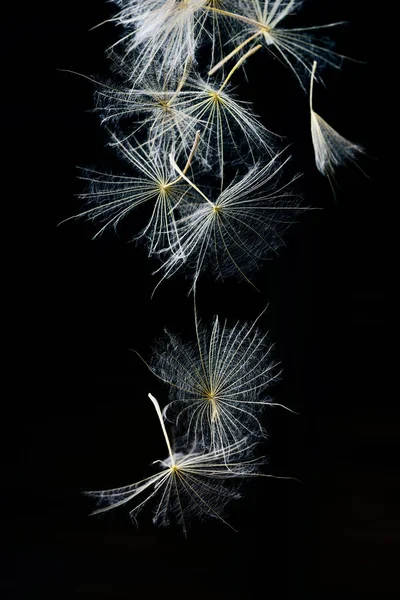 Dandelion Fuzz Black Background — Stock Photo, Image