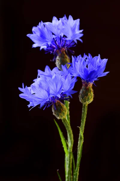 Fresh Blue Chicory Flowers Black Background — Stock Photo, Image