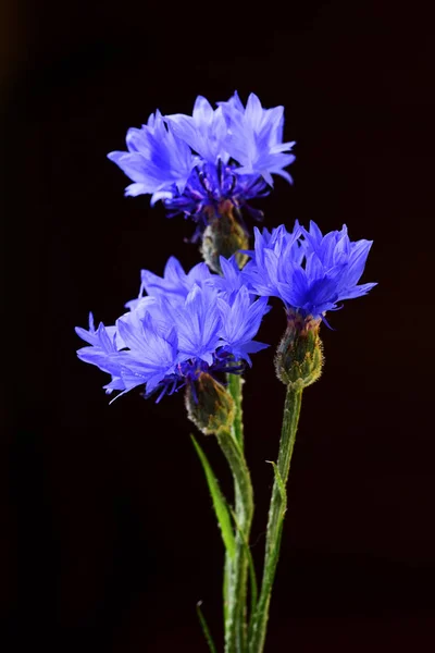 Florale Komposition Aus Frischen Blauen Chicorée Blüten Auf Schwarzem Hintergrund — kostenloses Stockfoto