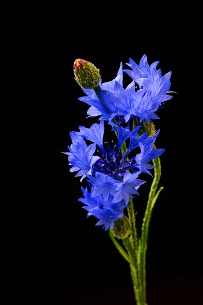 Floral Composition Fresh Blue Chicory Flowers Black Background — Stock Photo, Image