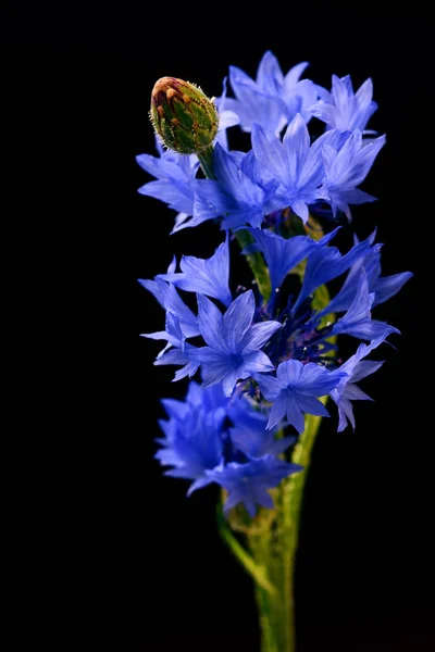 Inschrijving Verse Blauwe Witloof Bloemen Zwarte Achtergrond — Stockfoto