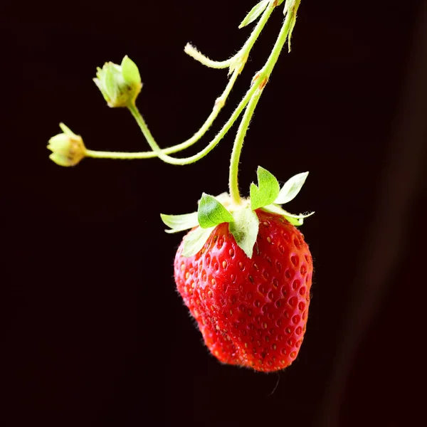 Ripe Red Strawberry Green Leaves Black Background — Stock Photo, Image