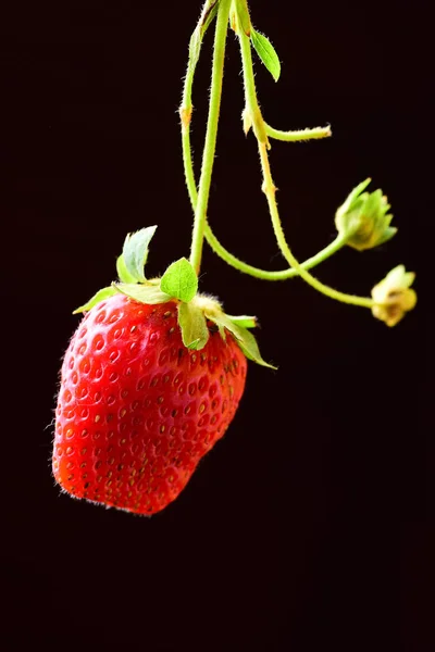 Composition Red Strawberry Black Background — Stock Photo, Image