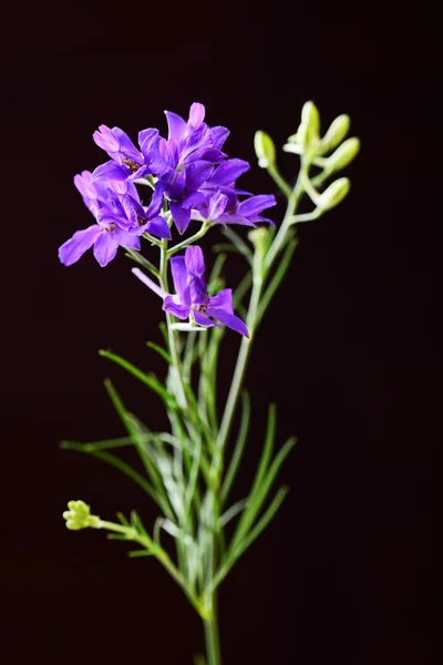 Compoziția Florilor Sălbatice Violet Strălucitoare Fundal Negru — Fotografie, imagine de stoc