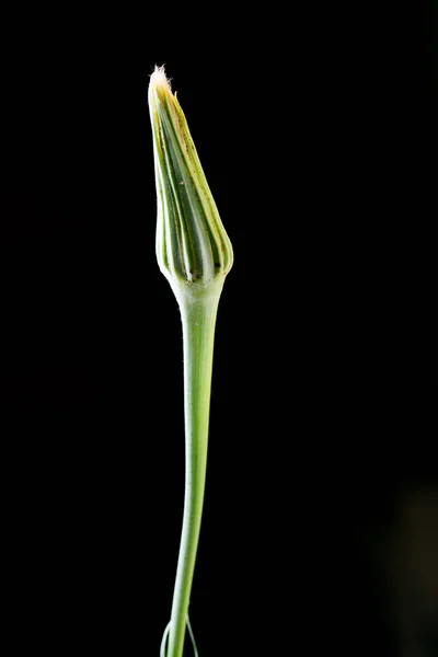 Bijgesneden Weergave Van Gesloten Bloem Bloeien Zwarte Achtergrond — Stockfoto