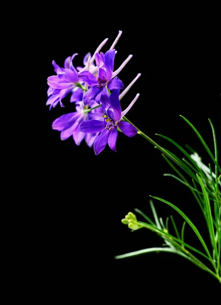 Composition Bright Purple Wildflowers Black Background — Stock Photo, Image