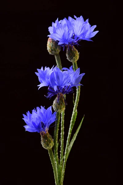 Composizione Floreale Fiori Cicoria Blu Freschi Sfondo Nero — Foto Stock