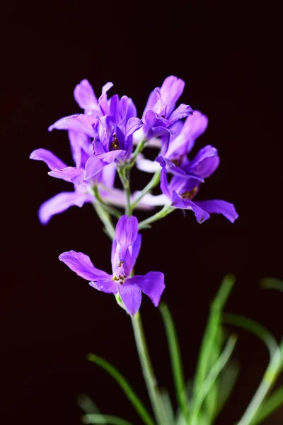Compoziția Florilor Sălbatice Violet Strălucitoare Fundal Negru — Fotografie, imagine de stoc
