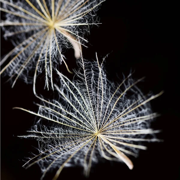 Macro View Dandelion Fuzz Black Background — Stock Photo, Image