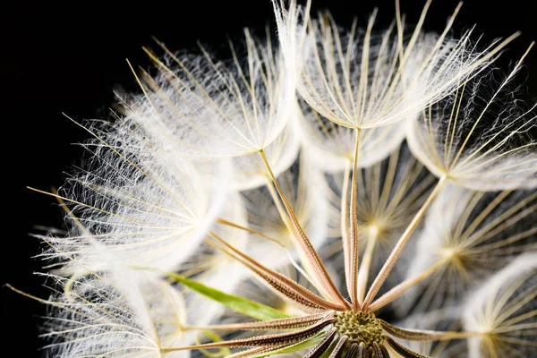 Zbliżenie Dandelion Top Fuzz Kopia Miejsce Czarnym Tle — Zdjęcie stockowe