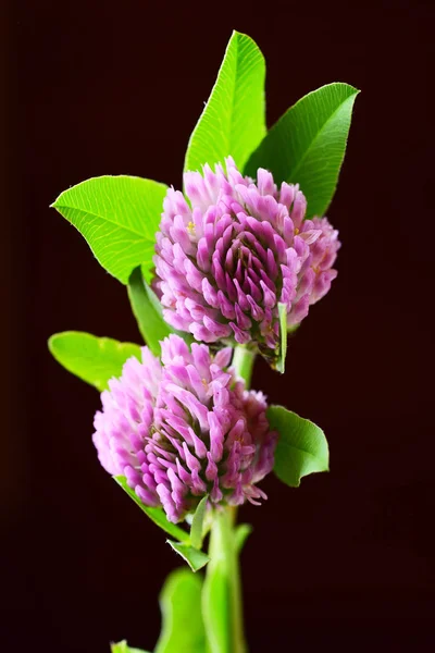 Siyah Zemin Üzerine Yeşil Yaprakları Ile Yonca Çiçek Pembe — Stok fotoğraf