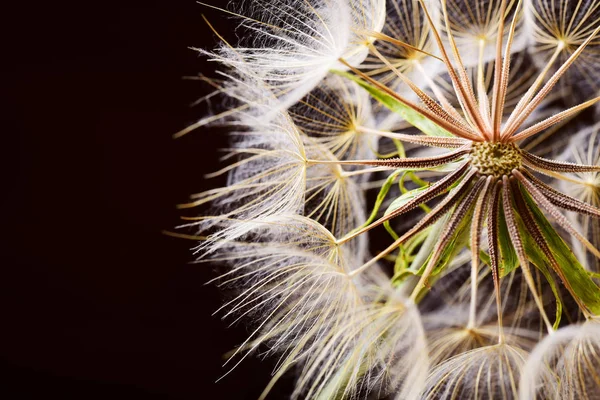 Zbliżenie Dandelion Top Fuzz Kopia Miejsce Czarnym Tle — Zdjęcie stockowe