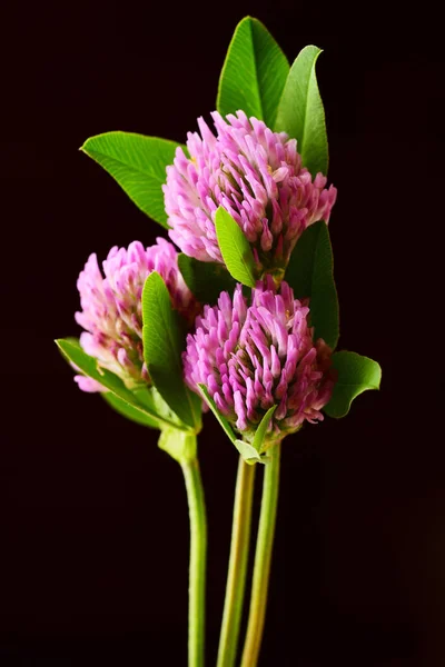 Siyah Zemin Üzerine Yeşil Yaprakları Ile Yonca Çiçek Pembe — Stok fotoğraf