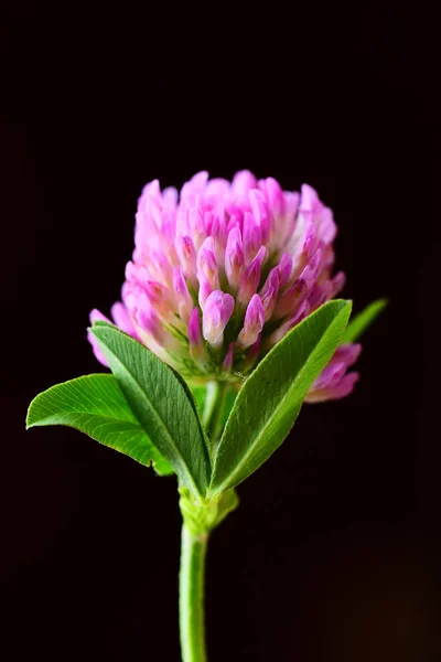 Floare Trifoi Roz Frunze Verzi Fundal Negru — Fotografie, imagine de stoc