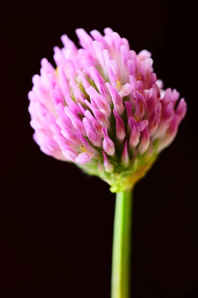 Pink clover flower on black background