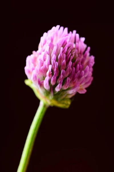 Floare Trifoi Roz Fundal Negru — Fotografie, imagine de stoc