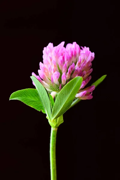 Kwiat Koniczyny Zielonych Liści Czarnym Tle — Zdjęcie stockowe