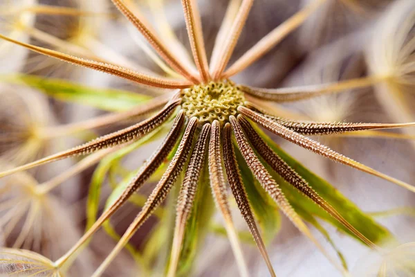 Closeup Sušené Pampelišky Bez Chmýří Černém Pozadí — Stock fotografie