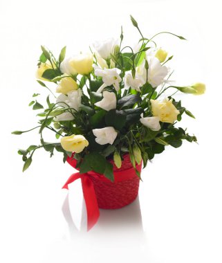 Taze beyaz arka plan üzerinde izole kırmızı kova içinde beyaz ve sarı eustomas buket