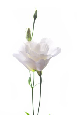 Beyaz arka plan üzerinde izole beyaz eustoma çiçek