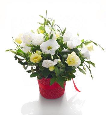 Beyaz arka plan üzerinde izole kırmızı kova içinde beyaz ve sarı eustomas çiçek kompozisyon