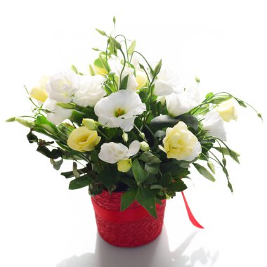 Beyaz arka plan üzerinde izole kırmızı kova içinde beyaz ve sarı eustomas çiçek kompozisyon