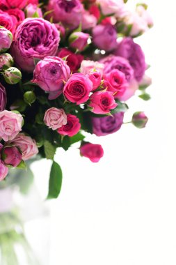 Ayrıntı görünümü parlak pembe gül beyaz arka plan üzerinde izole