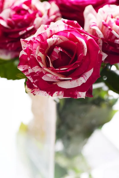 Close Van Bonte Roze Rozen Geïsoleerd Witte Achtergrond — Stockfoto