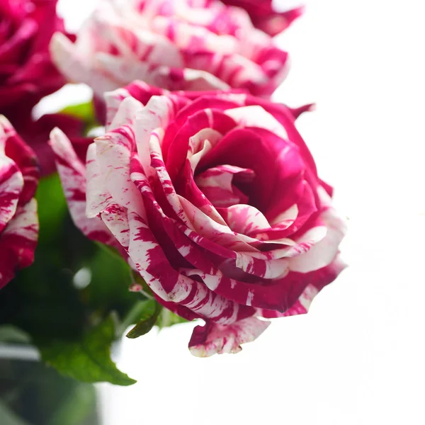 Primer Plano Rosas Rosadas Abigarradas Aisladas Sobre Fondo Blanco —  Fotos de Stock