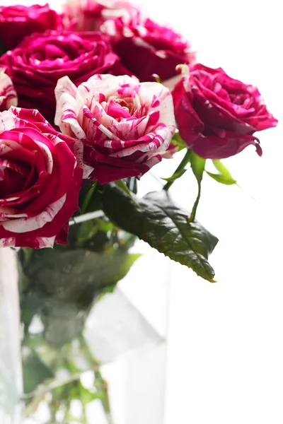 Крупним Планом Рожеві Троянди Ізольовані Білому Тлі — стокове фото