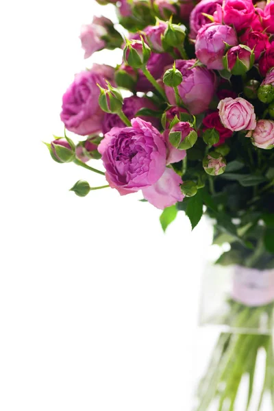 Vista Dettaglio Rose Rosa Vivaci Isolate Sfondo Bianco — Foto Stock