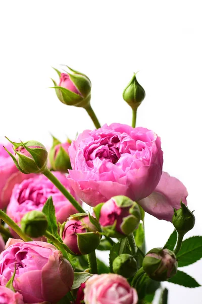 Vista Cercana Rosas Rosadas Aisladas Sobre Fondo Blanco — Foto de Stock
