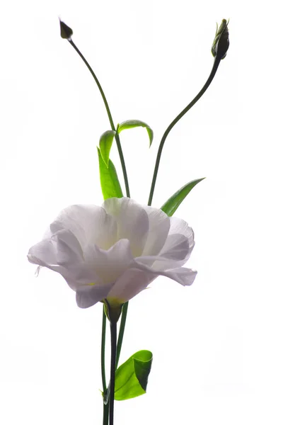 Eustoma Bianco Fiore Isolato Sfondo Bianco — Foto Stock