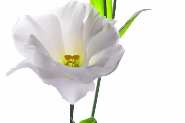 Обрізаний Вид Білої Квітки Еустоми Ізольований Білому Тлі — стокове фото