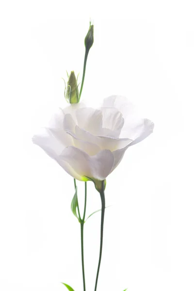 Eustoma Bianco Fiore Isolato Sfondo Bianco — Foto Stock