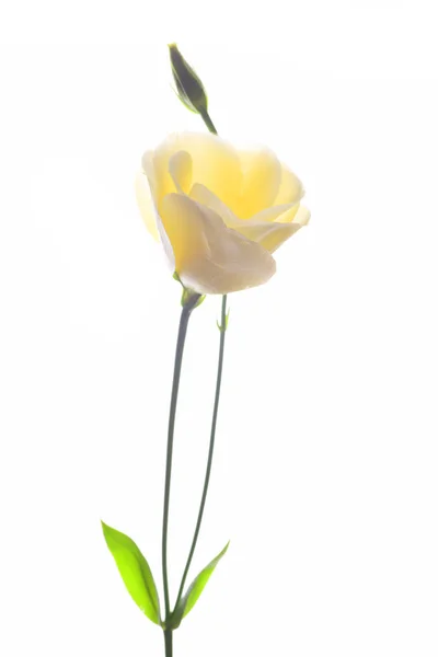 Блідо Жовта Квітка Еустоми Ізольована Білому Тлі — стокове фото