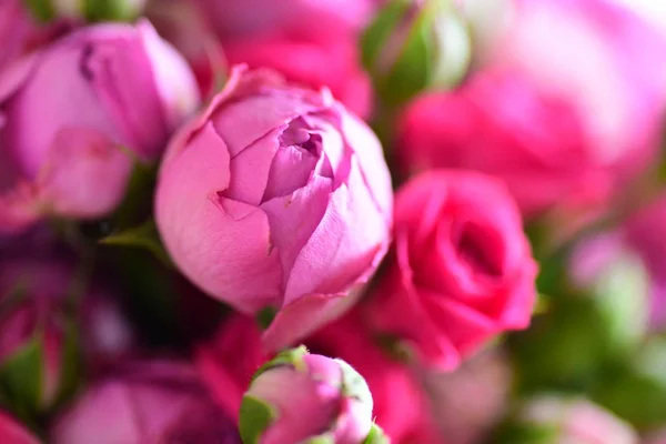 Vista Cercana Rosas Rosadas Con Brotes — Foto de Stock