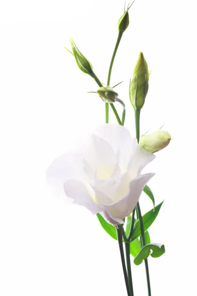 Witte Eustoma Bloem Geïsoleerd Witte Achtergrond — Stockfoto