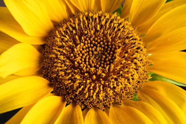 Близький Вигляд Свіжих Жовтих Тичинок Соняшнику — Безкоштовне стокове фото