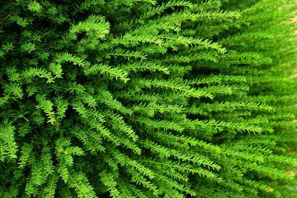 Fondo Sin Costuras Plantas Verdes Esponjosas — Foto de stock gratis