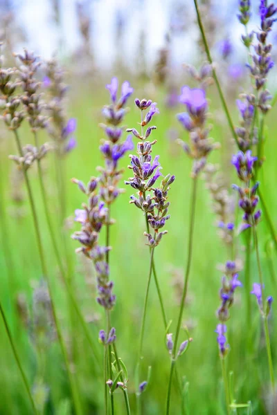 Anbud Violetta Blommor Grönt Gräs — Stockfoto